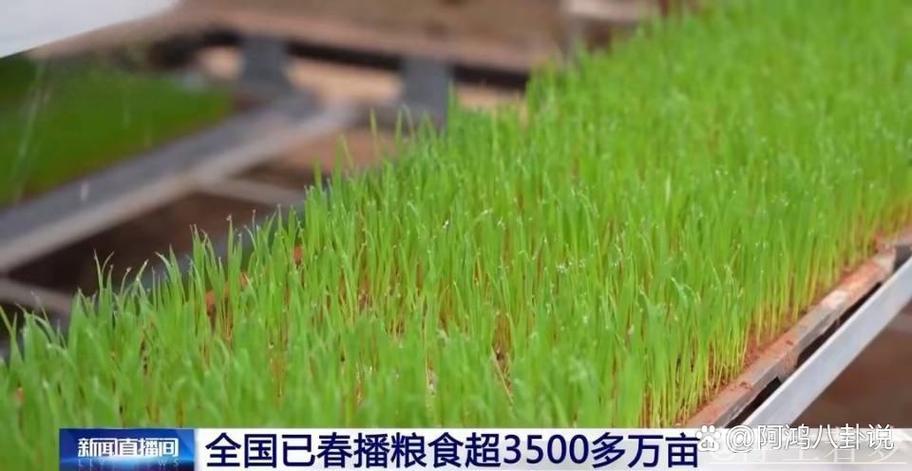 全国已春播粮食3500多万亩 全国已春播粮食3500多万亩